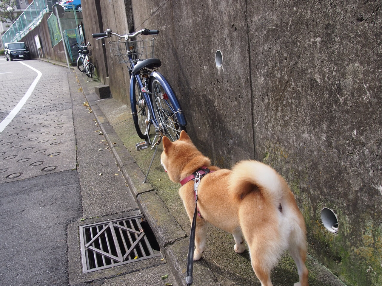 防守窒息+进攻三节打卡！霍勒迪33+10+7统治攻防，骑士主场轻取独行侠