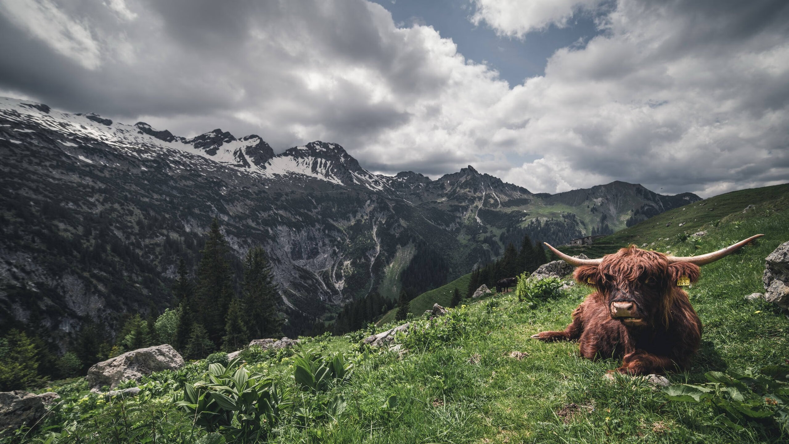 指挥家的夜晚，武切维奇谱写黄蜂对阵快船的高能交响曲