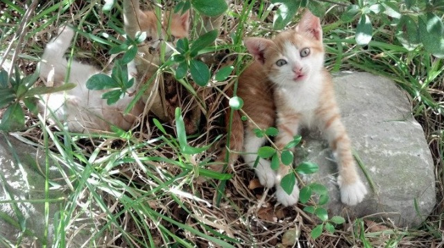 足球员征服篮球之夜，黄喜灿用90分钟重写季后赛剧本