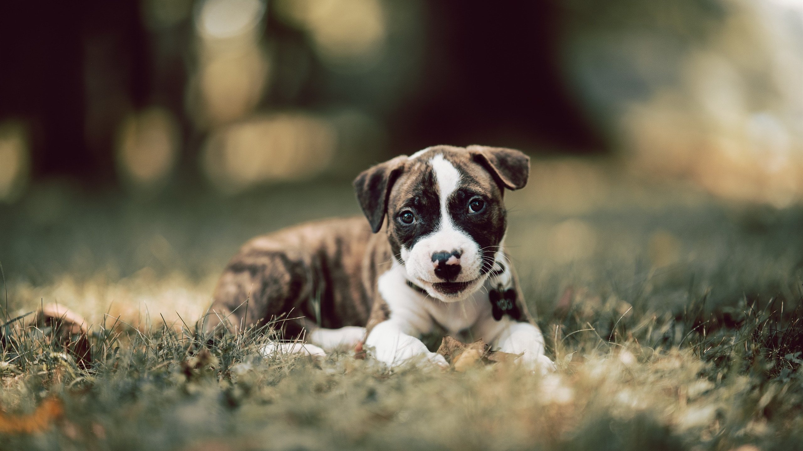 一人敌一国,黄喜灿统治级数据引领韩国巴黎巅峰对决力克巴西