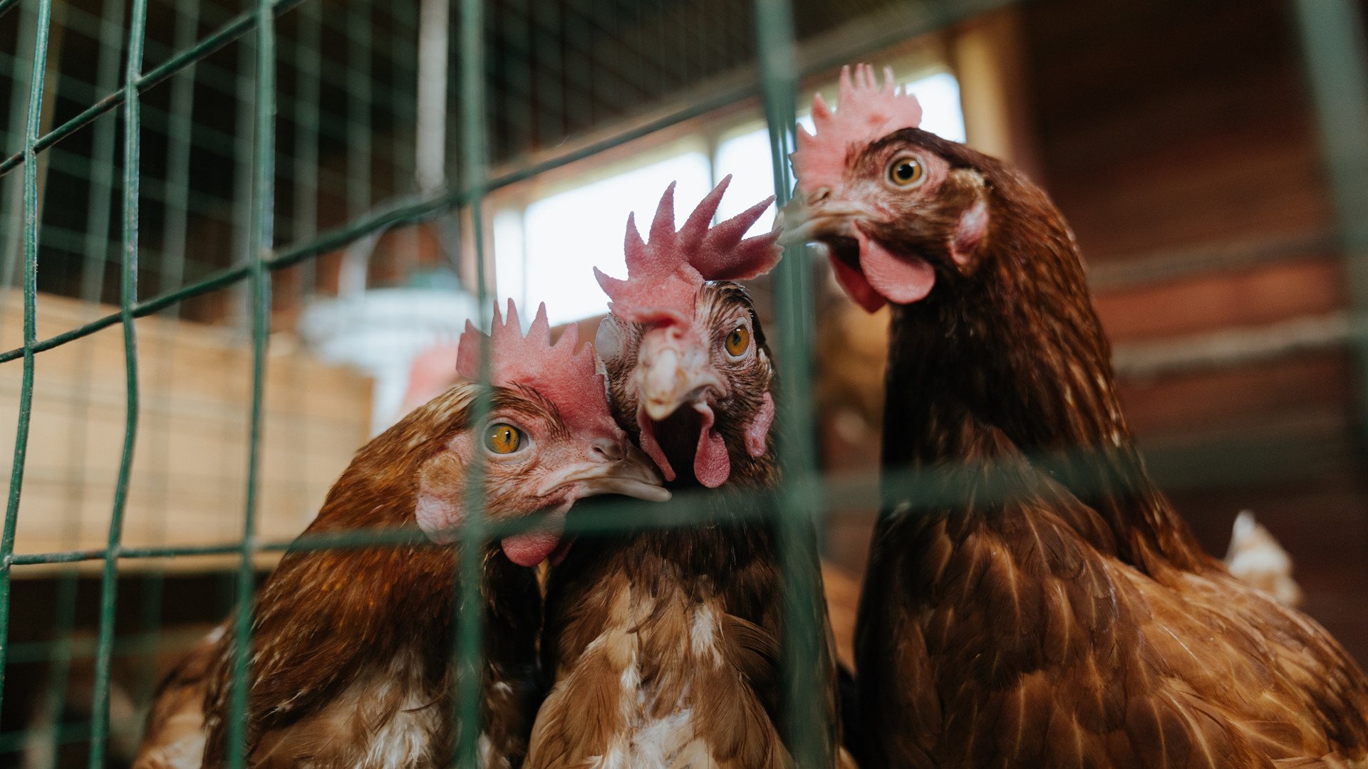 德罗赞致命一击,掘金主场擒浙江,关键先生一锤定音