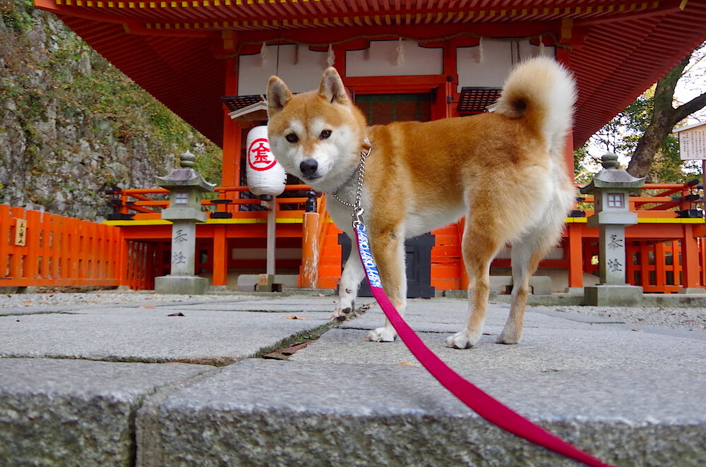 当山西的减速带遇上哈利伯顿的超跑,解析现代篮球攻防转换的博弈艺术