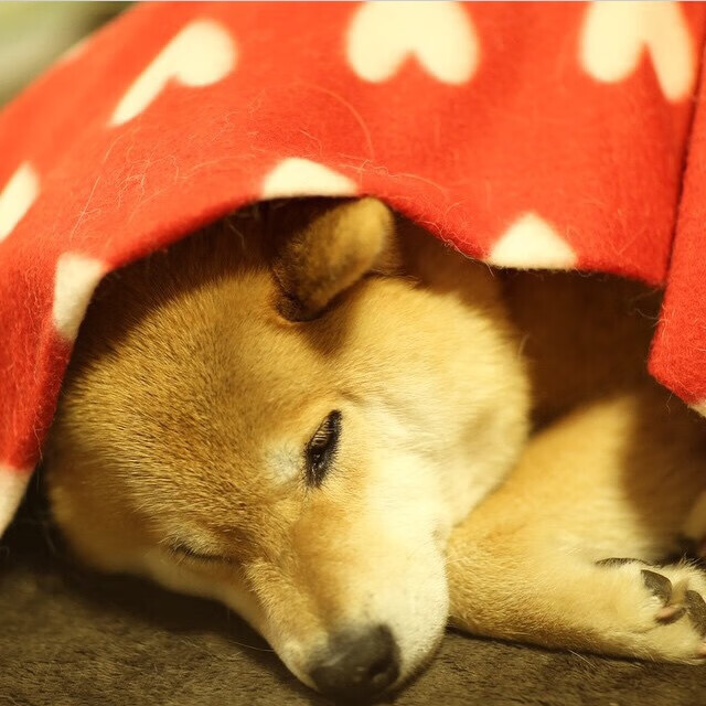 奥纳纳加时连珠炮轰垮牙买加,佛罗伦萨鏖战险胜展韧性