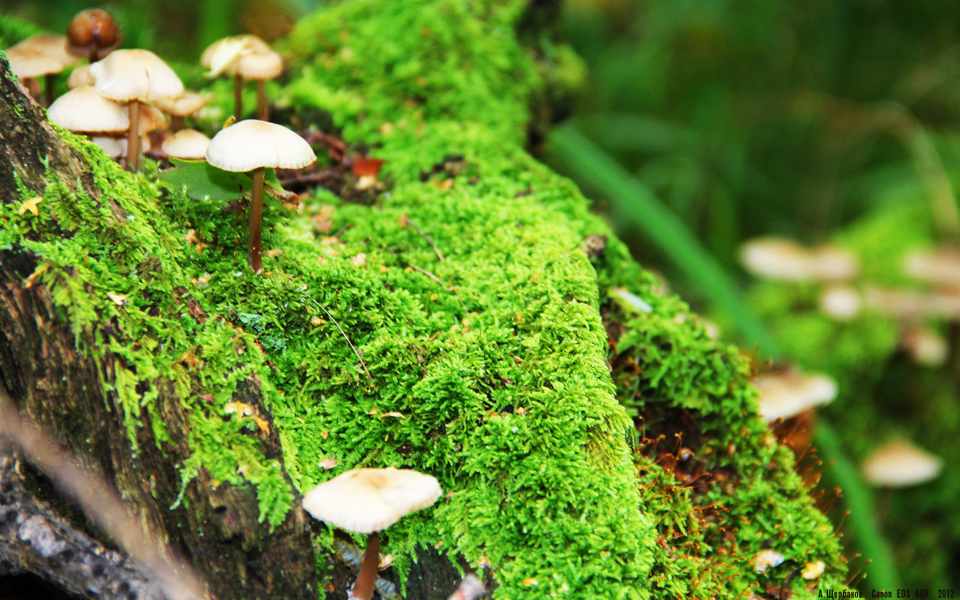 极速与绿茵，维斯塔潘封王夜，那不勒斯刺穿贝蒂斯