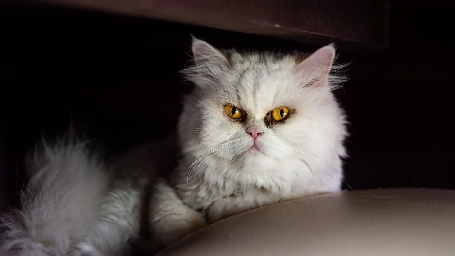 凤凰涅槃!福克斯上演连击秀,掘金队力克山西锁定胜局