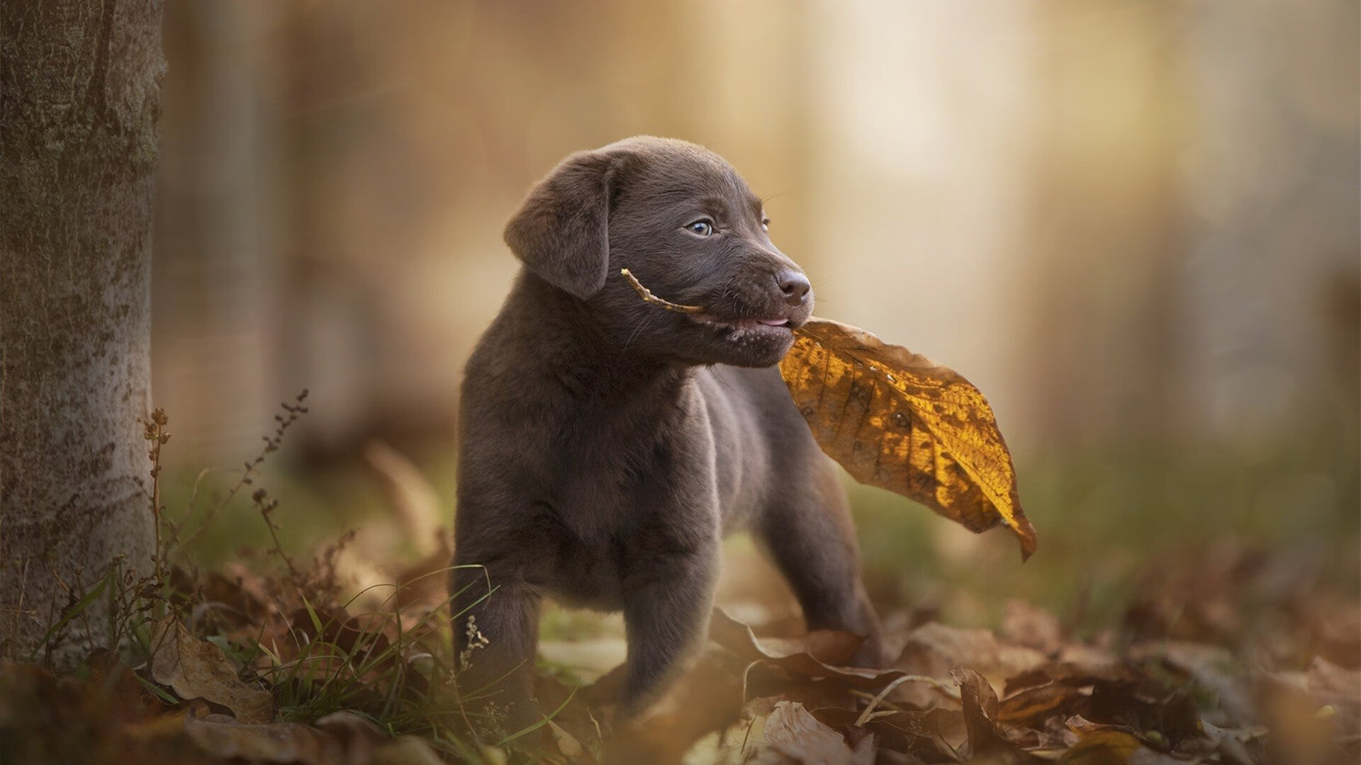 冰与火之歌，快船全面压制吉林队，浓眉关键时刻铸就唯一胜利密码