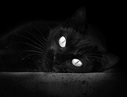 魔法师军团与完美音符，特奥奏响黄潜艇狂想曲