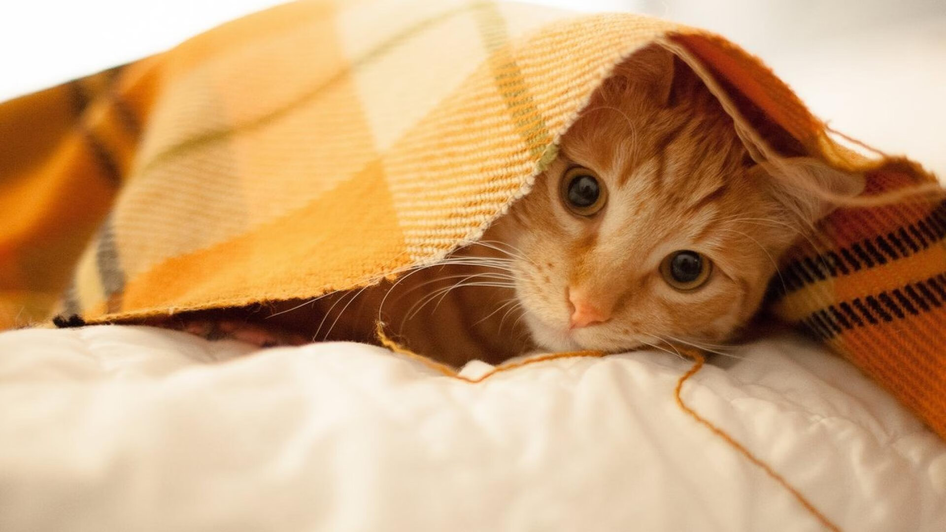 太阳灼穿盐湖城冰封防线，德罗赞化身关键先生谱写逆转序曲