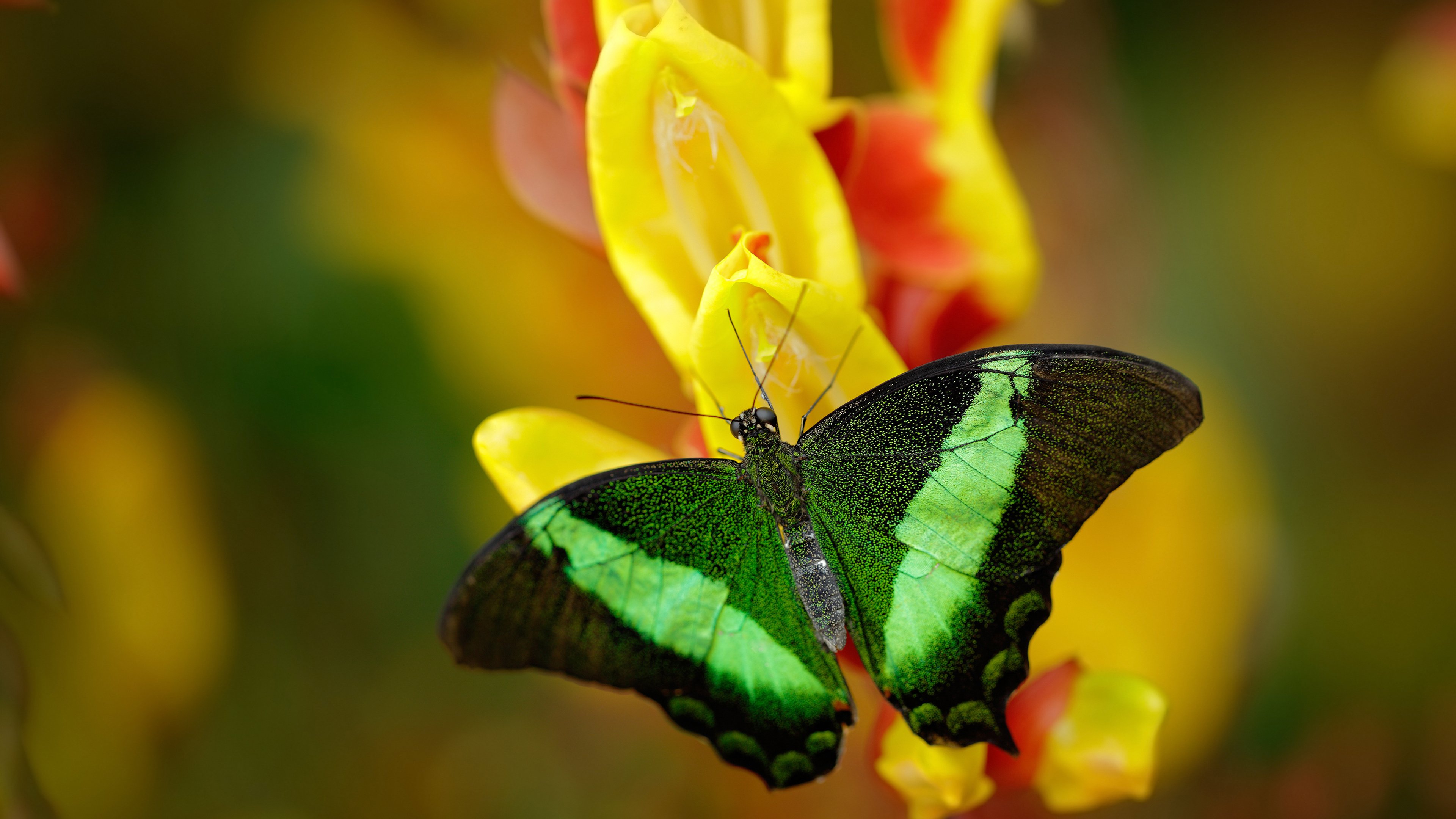 红魔失蹄，蓝盾坚如磐石，罗德里一锤定音，比利时国家队险胜曼联友谊赛